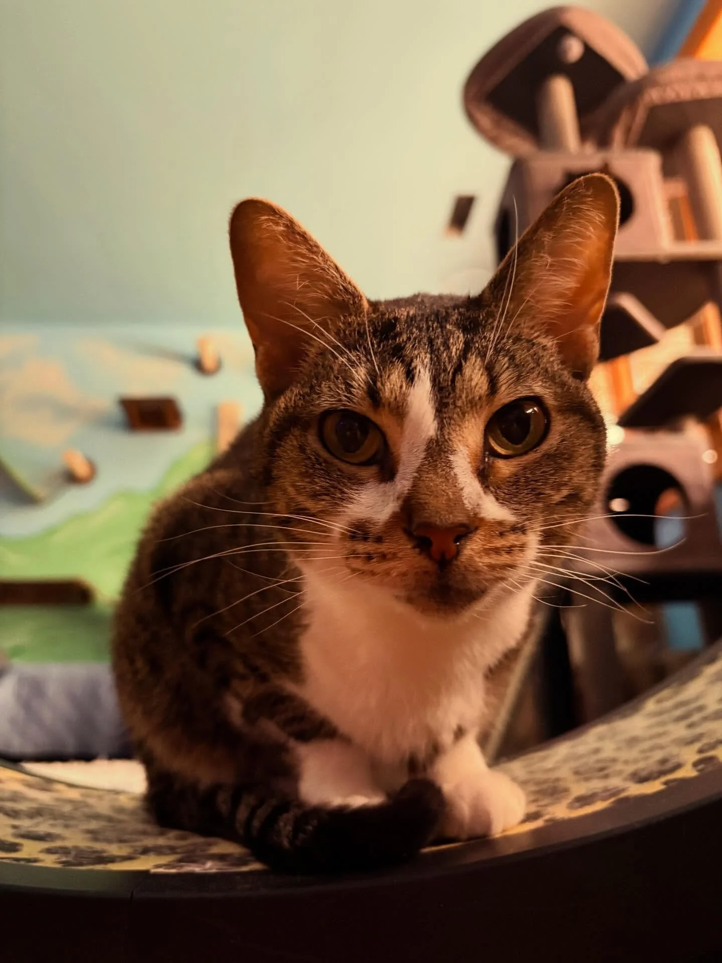 Yes. Purring Oaks has 5 cats! 🐈 Olive is the little one in the first photo. She has spunk and still loves cuddles. There&rsquo;s Skunky, our dedicated dog cat, who loves exploring and going outside no matter what the weather is. Then, there is Peppe