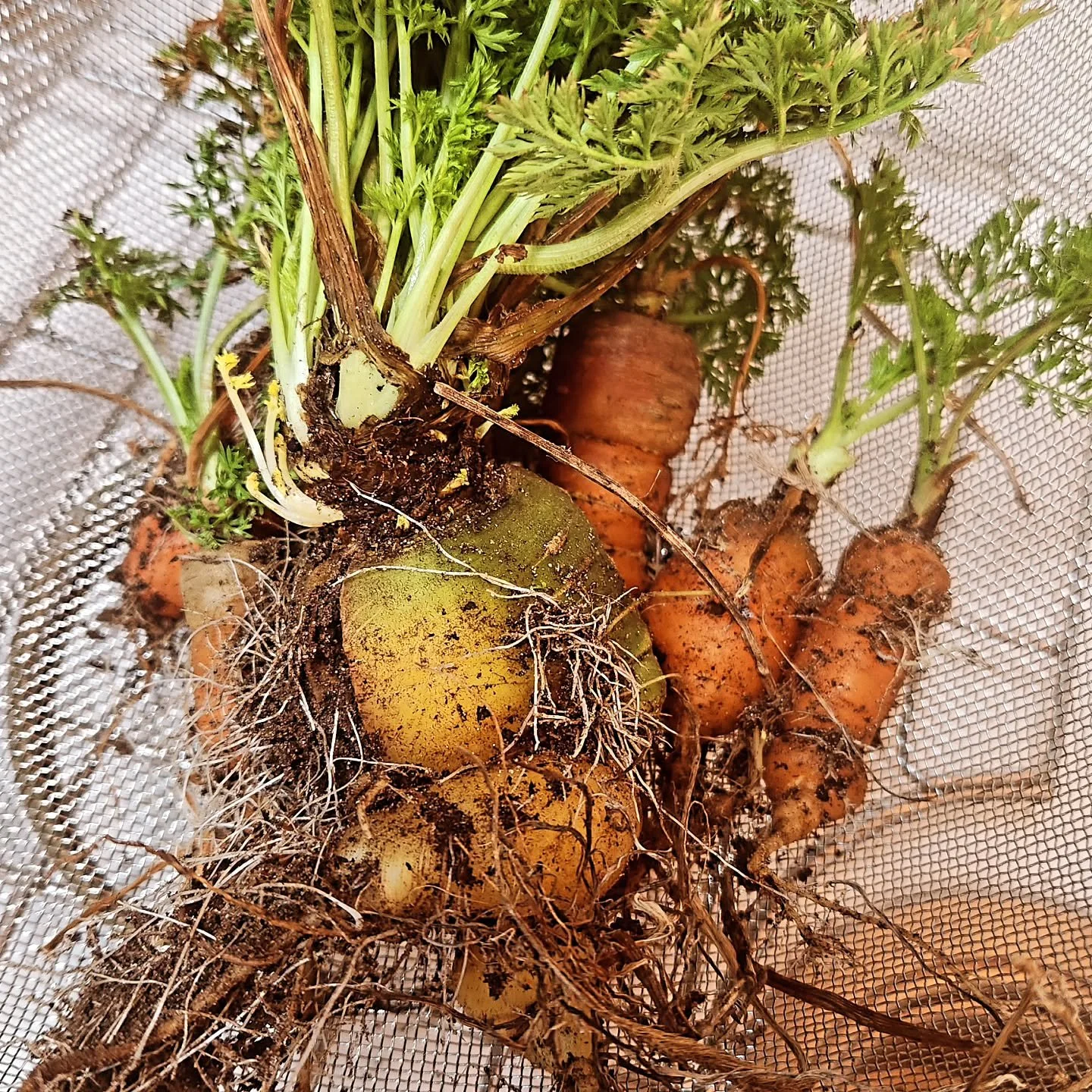 Last of the winter carrots 🧡🥕 
Can't wait to get put in the garden this season soon. Some big things coming for Purring Oaks this year!!!! 😻😻😻