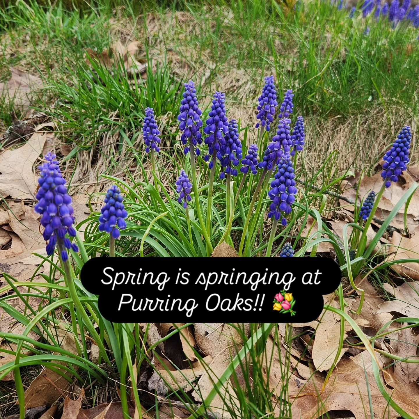 The first wave of flowers in April is one of the gladdest sights around. Our land is slowly waking up... Can't wait to get back into the garden for reals soon 😻💚