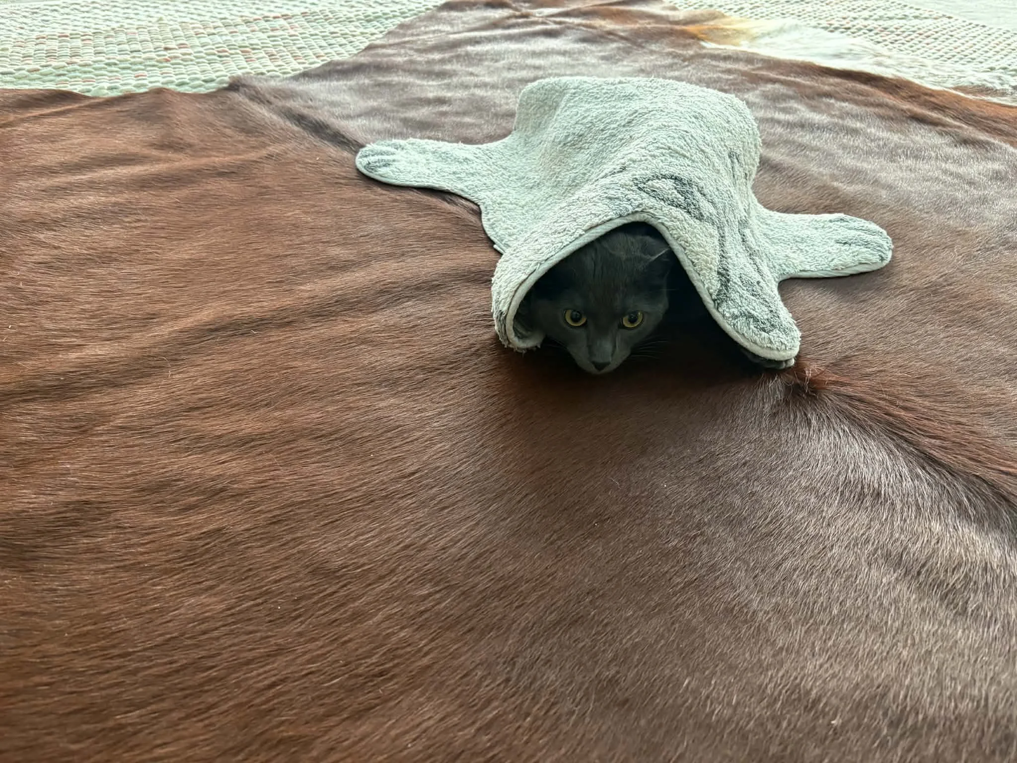 Black cat lying under a gray towel on a brown horse's back, with the towel draped over the cat's head.