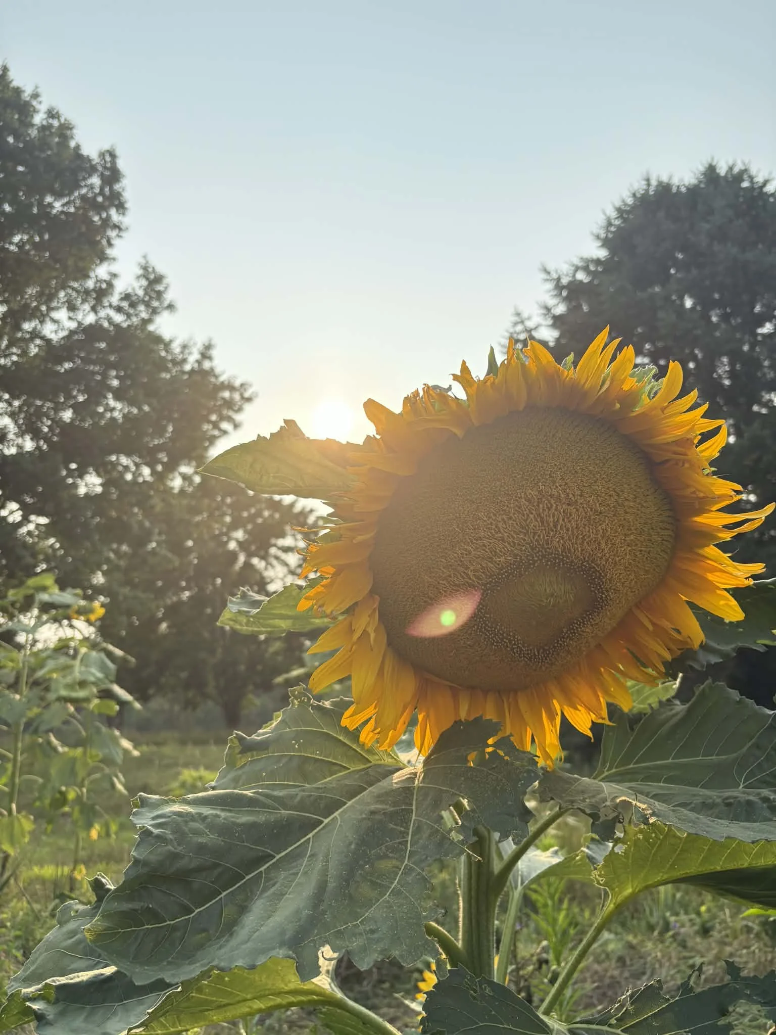 A sunflower with yellow petals and a large seed head in a field, backlit by the setting sun, with tall trees in the background.