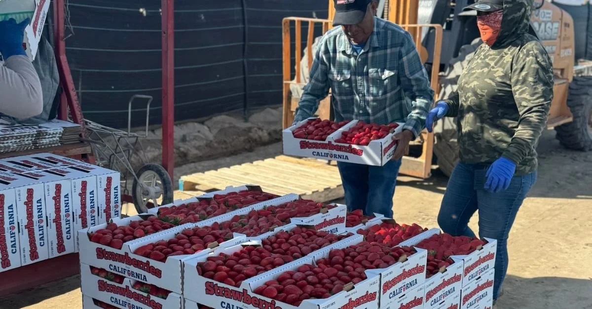 Seasonal Transition: Final Strawberry Harvests Underway