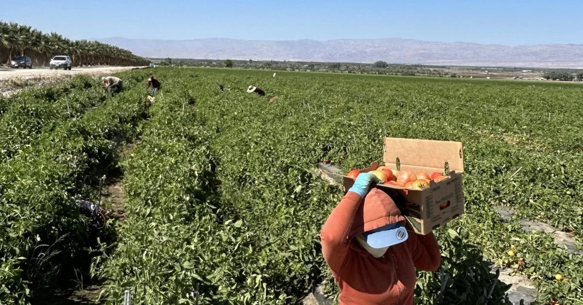 Harvest Begins: Fresh Tomatoes Arrive for the Season