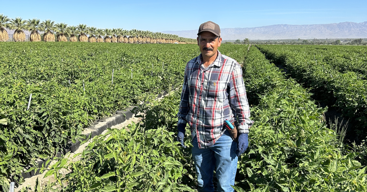 Behind the Shishito Harvest: Supporting Farmers, Feeding Families