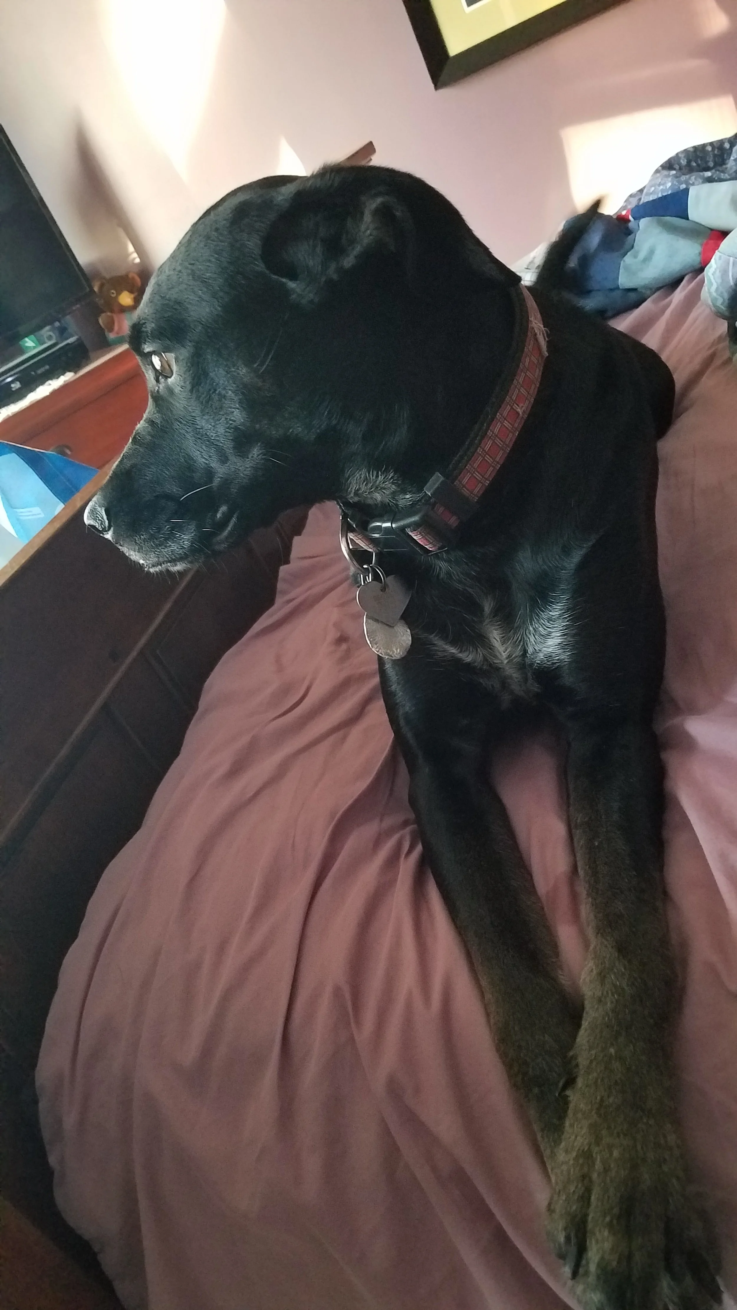 One of Turd Catchers' clients - Beatrice