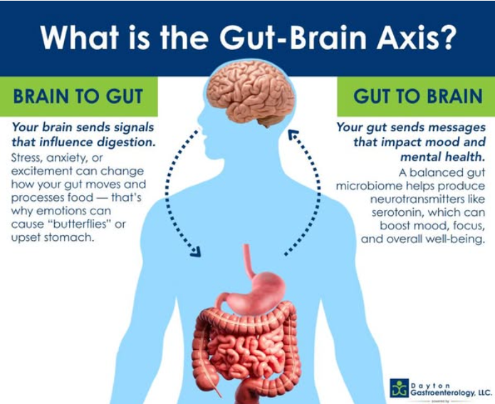 gut brain.png