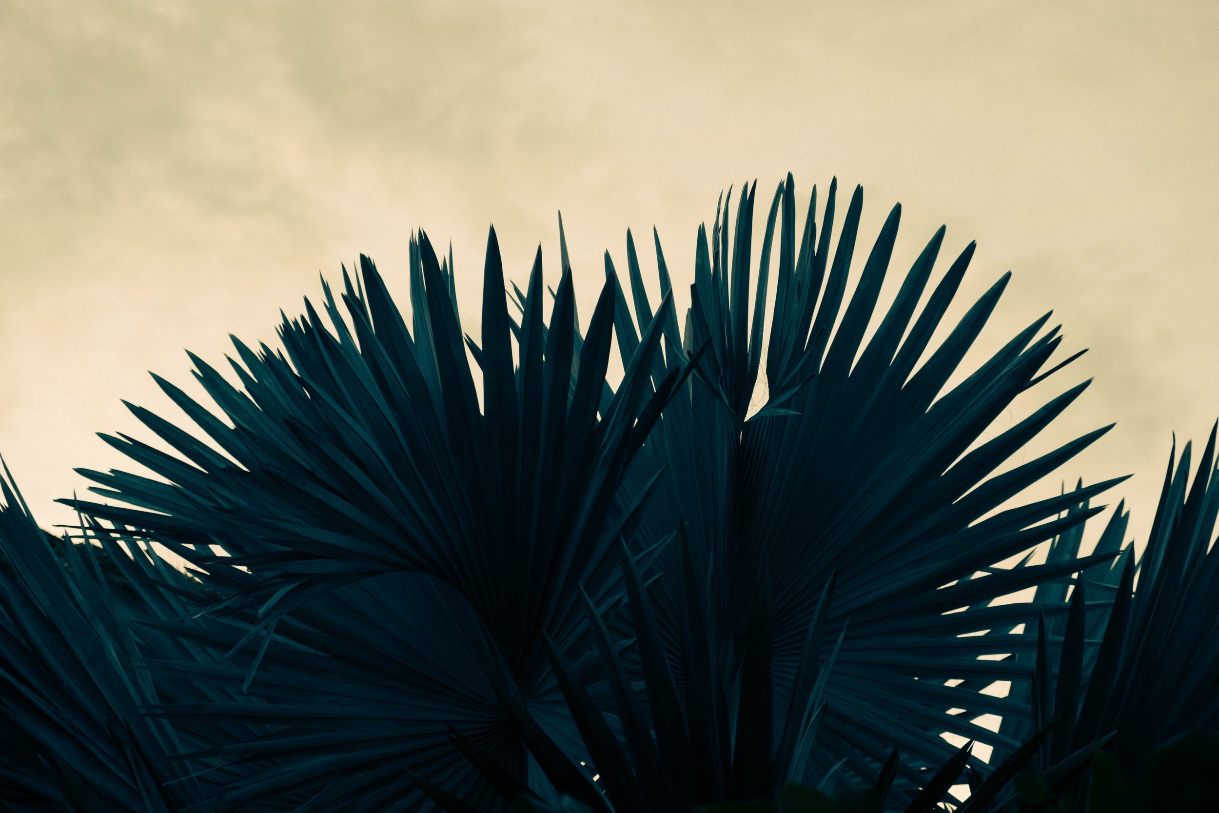DSCF2564.jpg