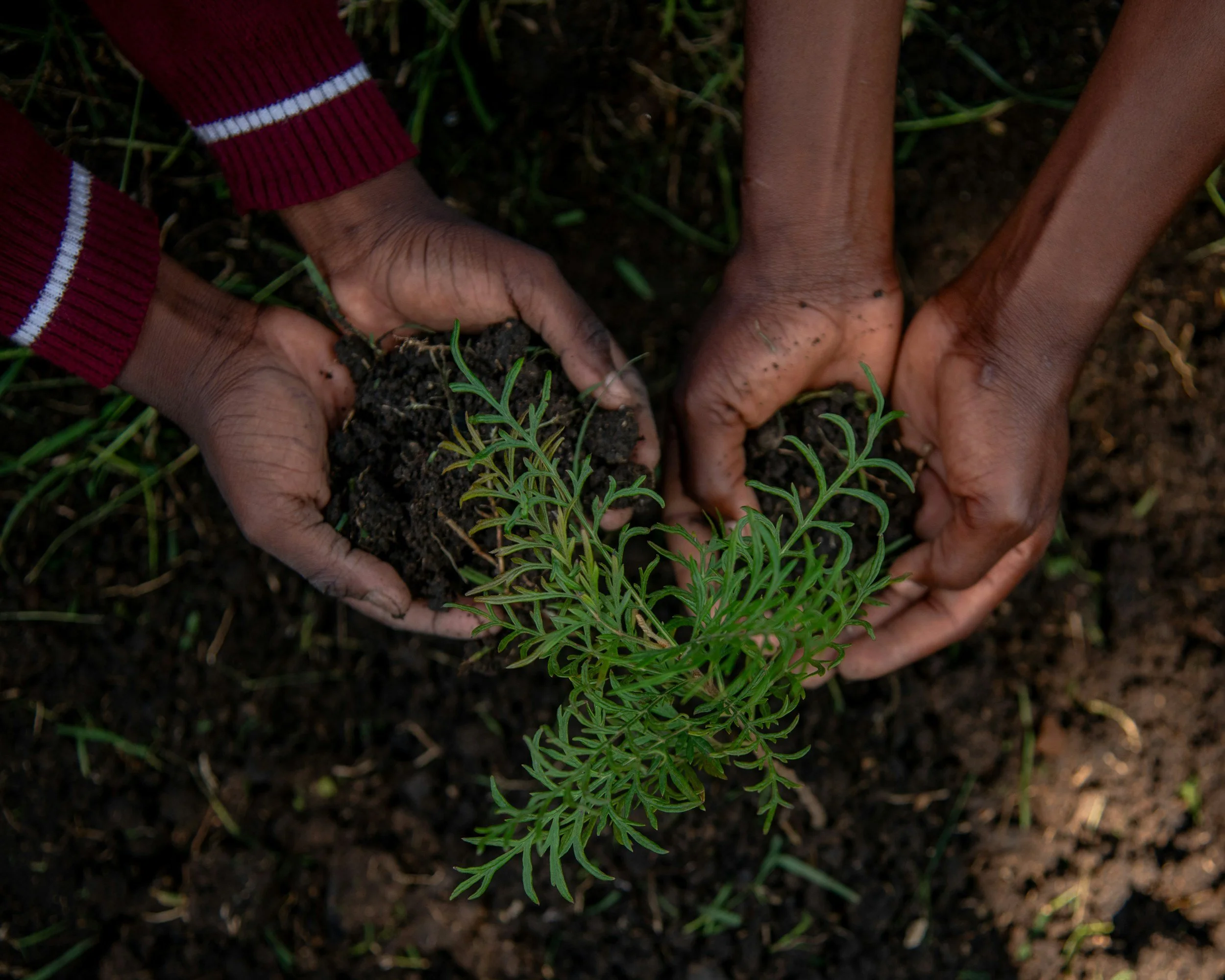 Tree planting