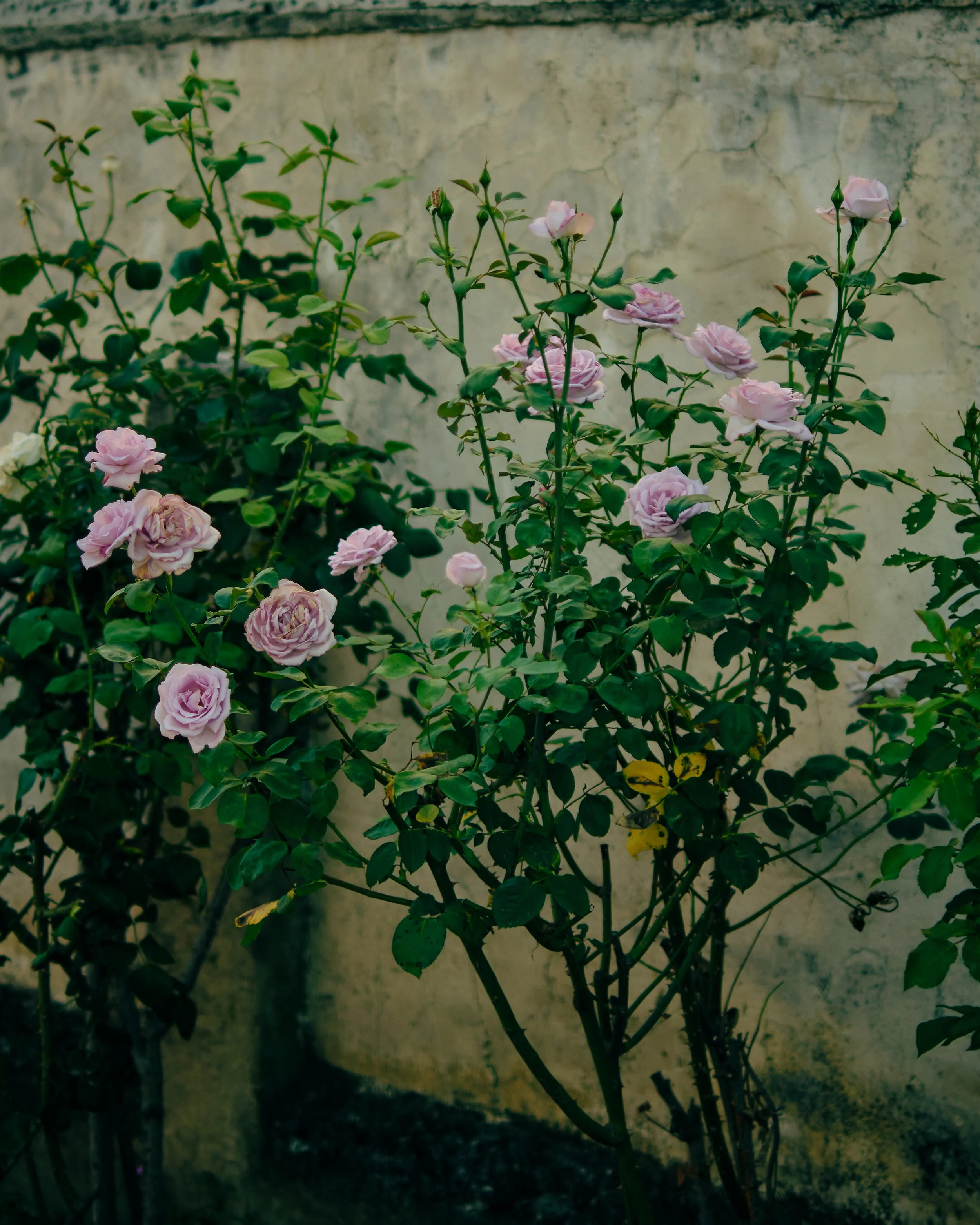 DSCF7644.jpg