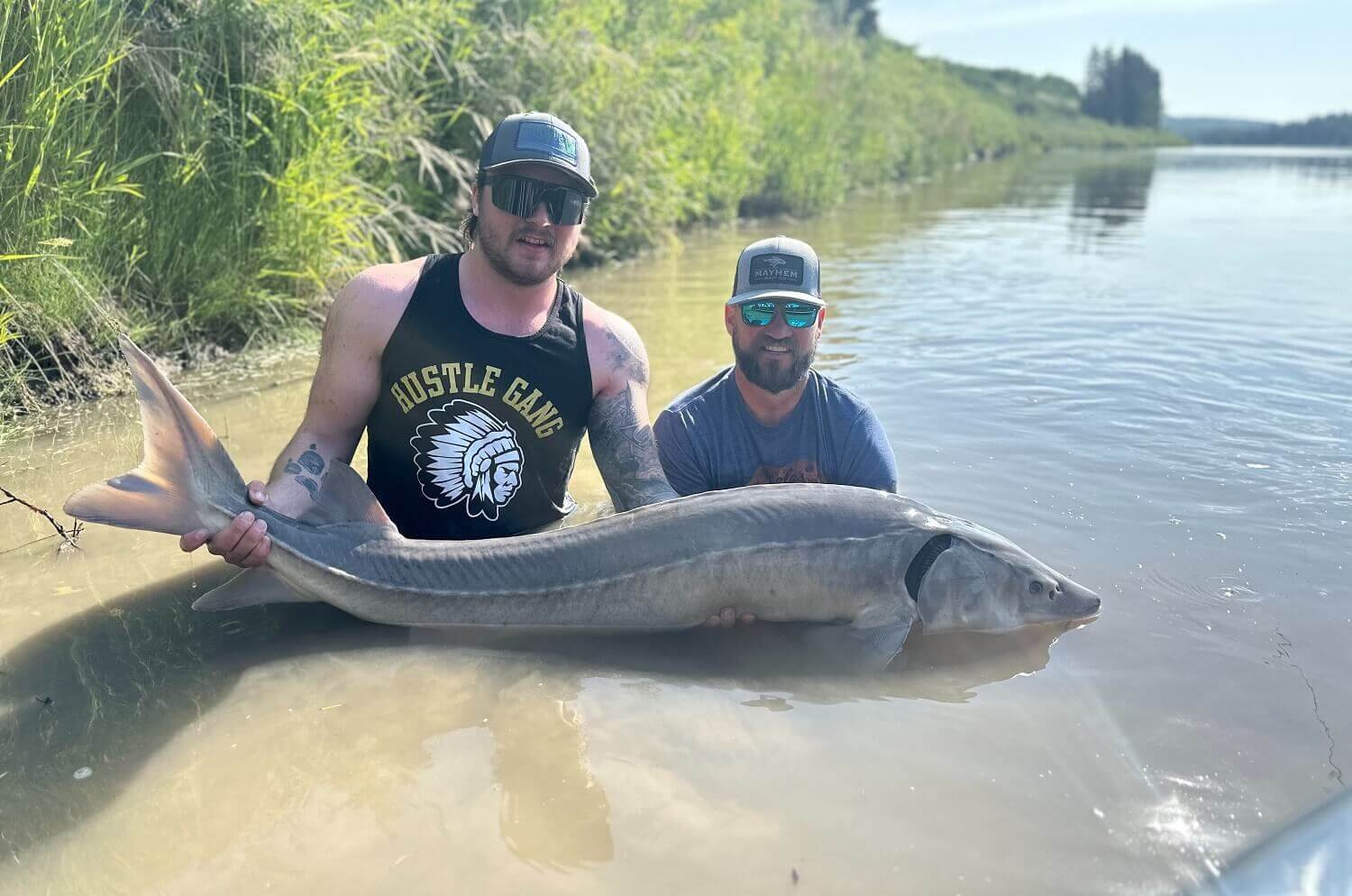 huge sturgeon in alberta