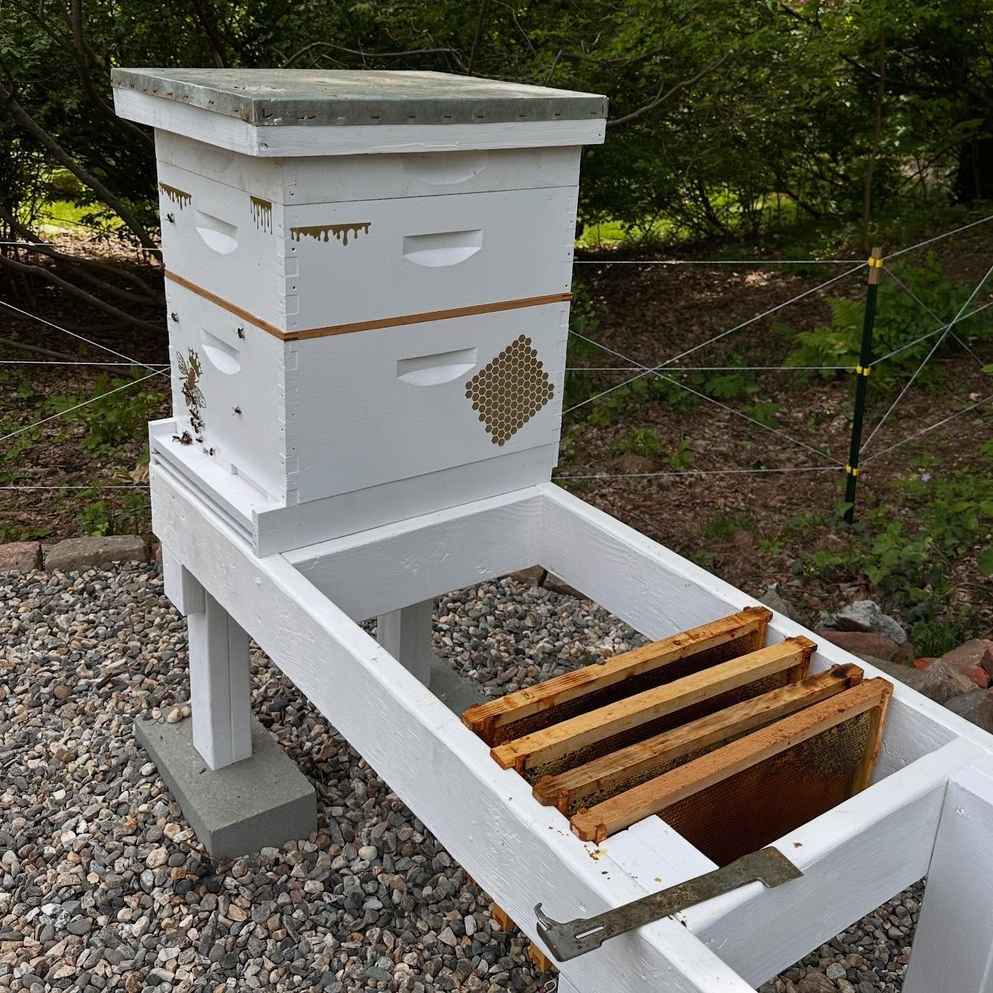 New hive stand! Works great for storing frames out of the way while I&rsquo;m working in the hive! #honeybees