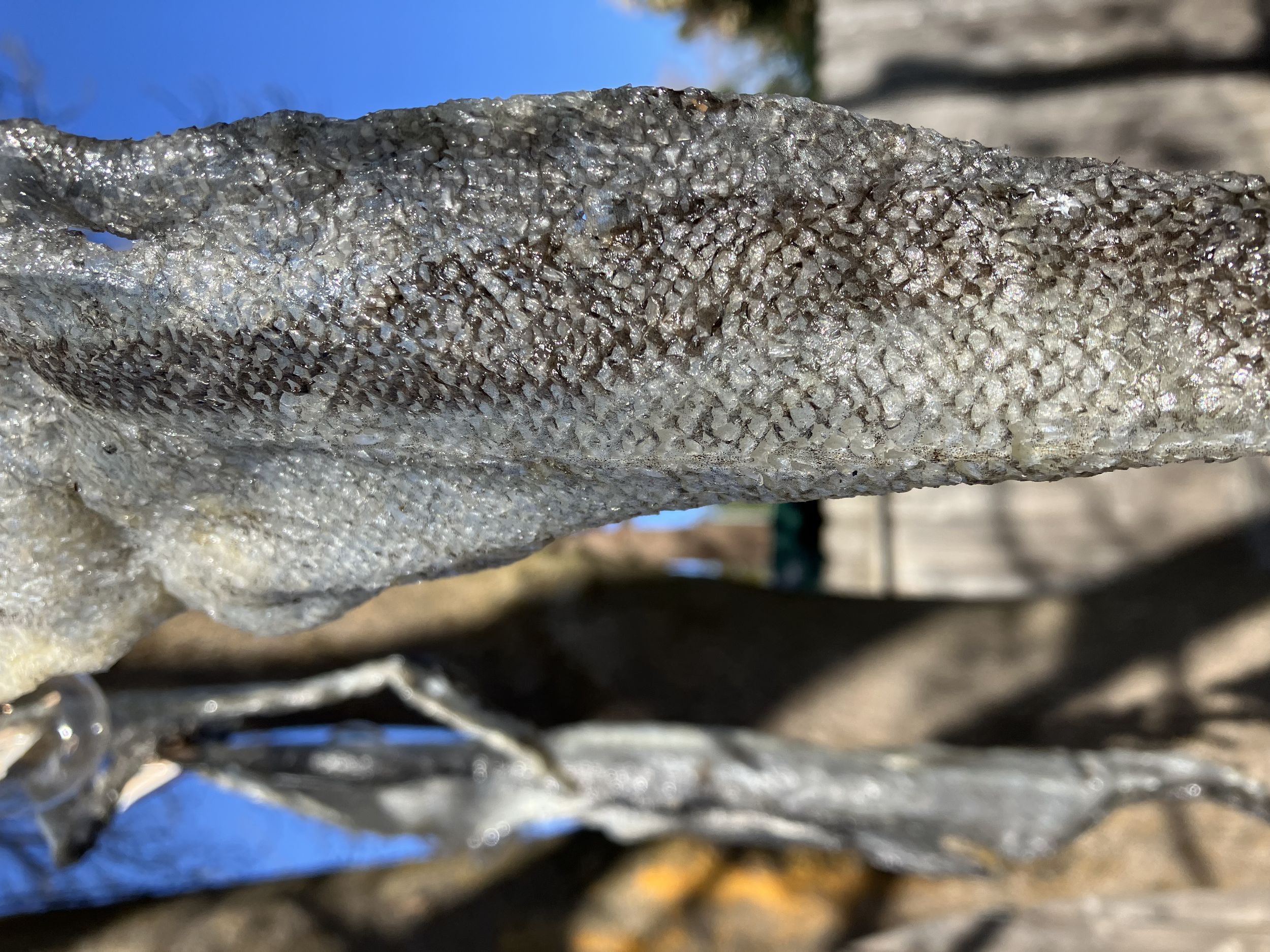 drying fish leather