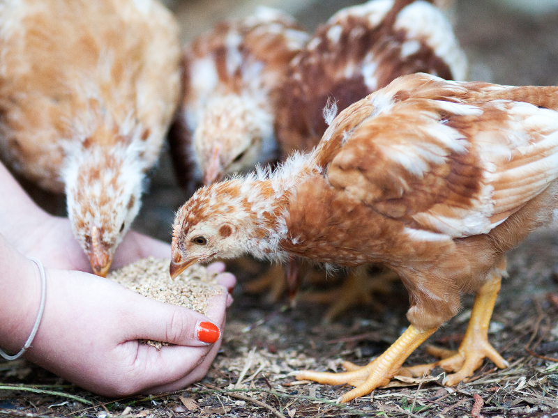 Workshop Volunteer: Raising Backyard Chickens - El Cajon