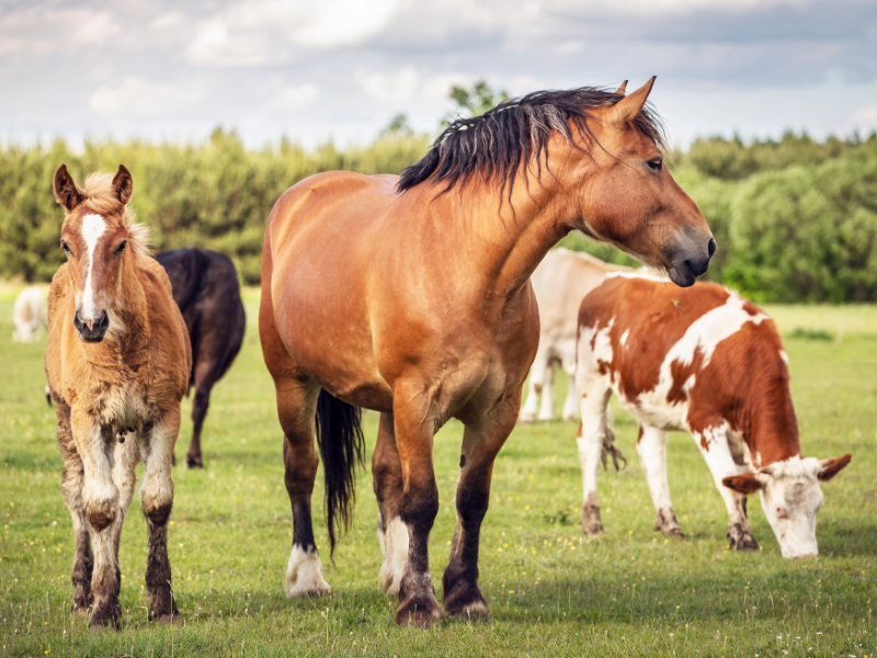 Manure Composting For Livestock Owners - Bonita