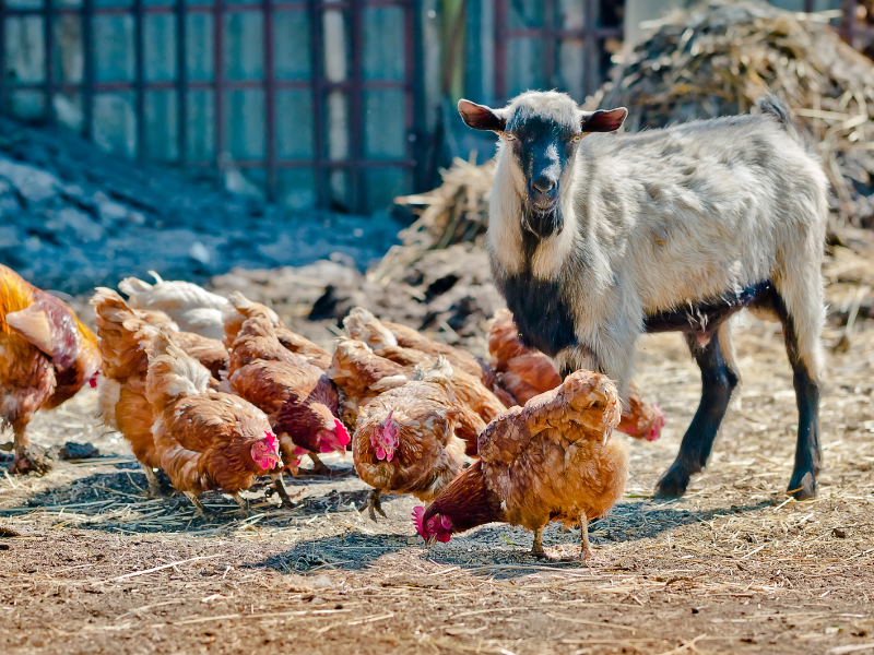 Manure Composting For Backyard Farmers Workshop