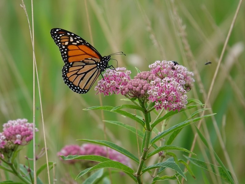 Your Guide to Pollinator Gardens