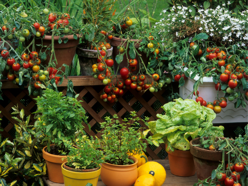 How to Grow: Gardens in Small Spaces