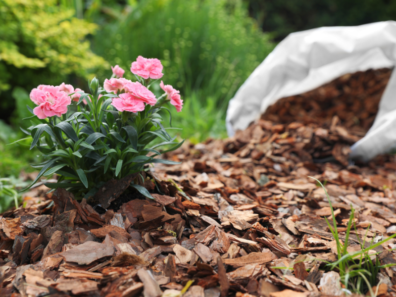 Gardening Practices that Save Water Workshop