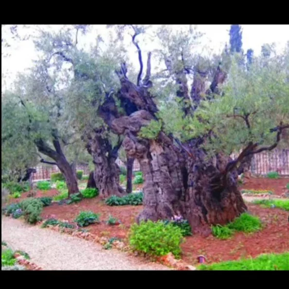 Minister in the marketplaces ( Acts 17:17 )