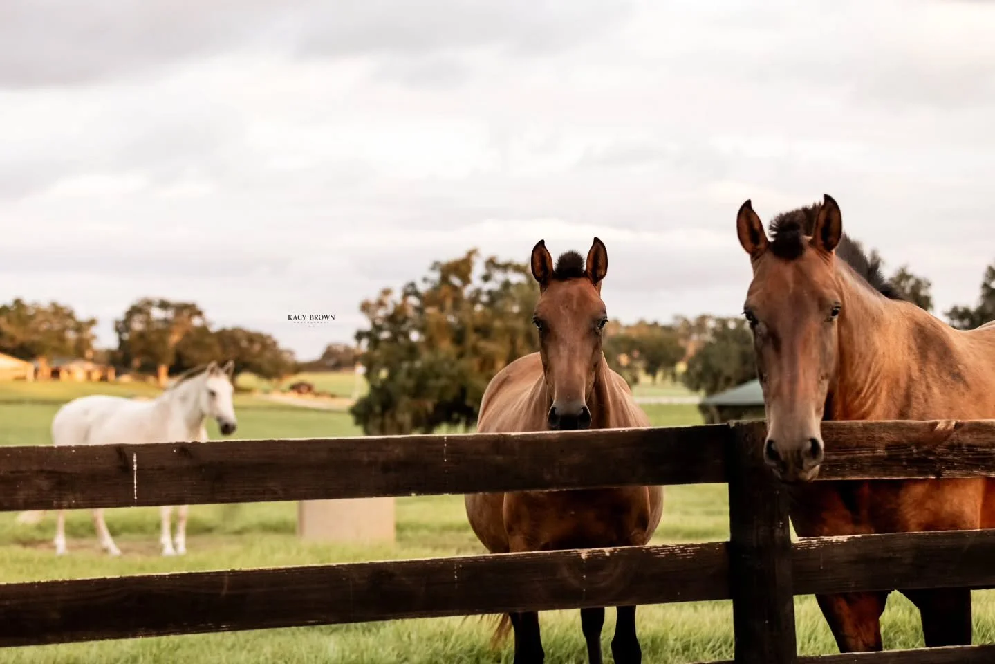 POV: you promised one carrot, but they know you have three. 🥕🥕🥕
Who else knows this look? 👀

#PersaudLegacyFarms #ocalaequestrian #ocala #marioncounty #OcalaHorses