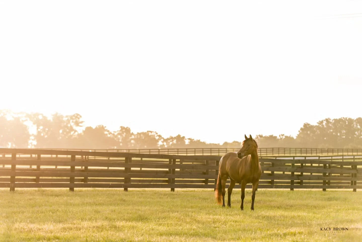 ✨ Morning light, endless pastures, and world-class care. Your horse deserves more than a place to stay&mdash;they deserve a place to thrive. 🐴🌿

📩 DM us to schedule a tour today.

#PersaudLegacyFarms #EquestrianLife #marioncounty #OcalaHorses #oca
