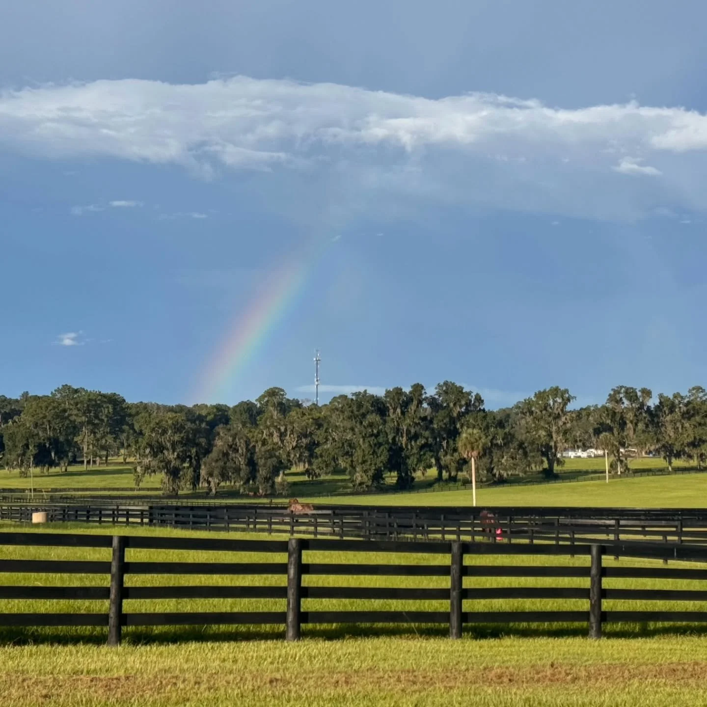 Nature always finds a way to show off here at Persaud Legacy Farms 🌈🐴 Today&rsquo;s rainbow was the perfect backdrop to our little corner of horse country.

#marioncounty #OcalaHorses #persaudlegacyfarms #ocalaequestrian #ocala