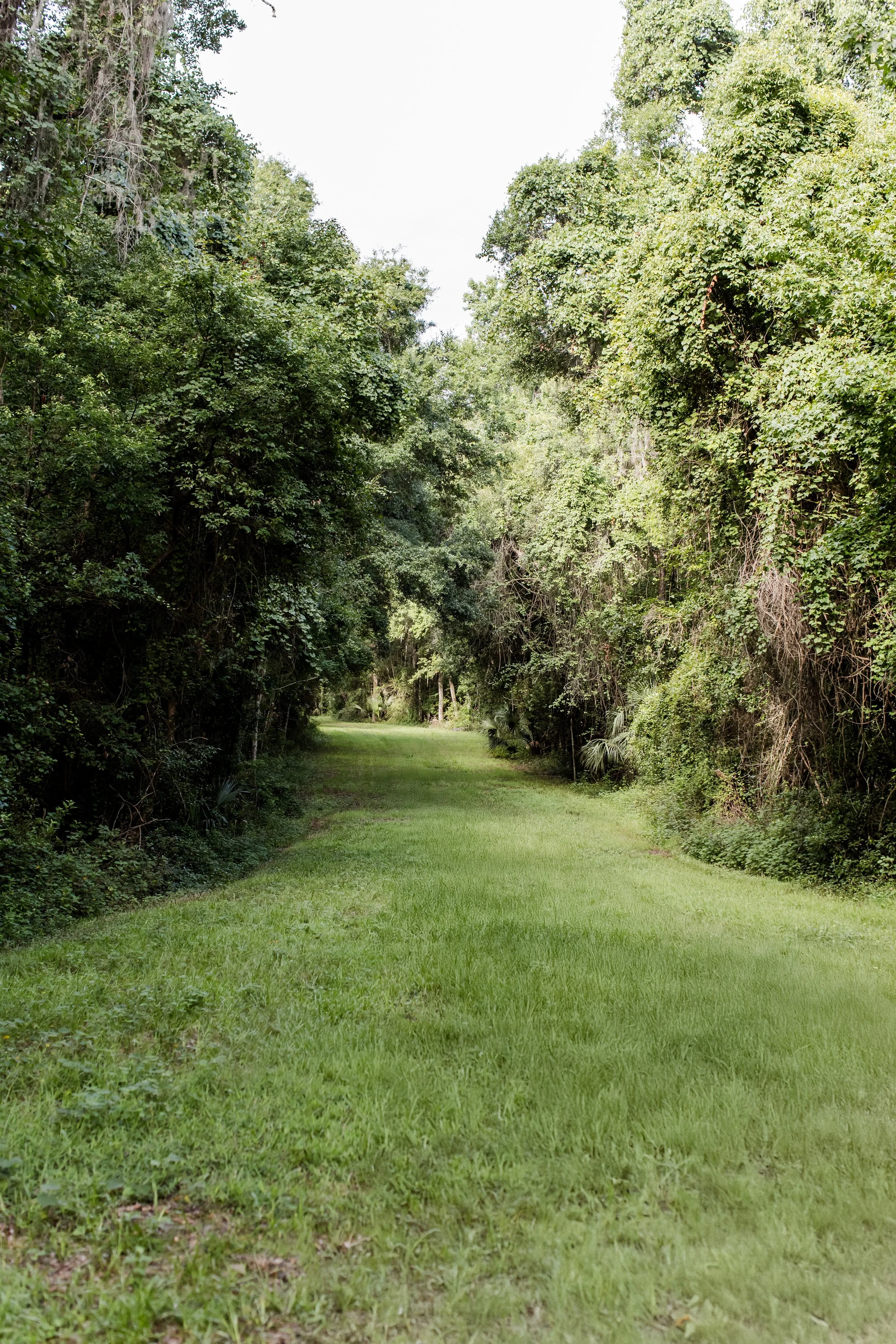 A grassy trail surrounded by dense green trees and bushes on both sides, extending into the distance under a bright sky.