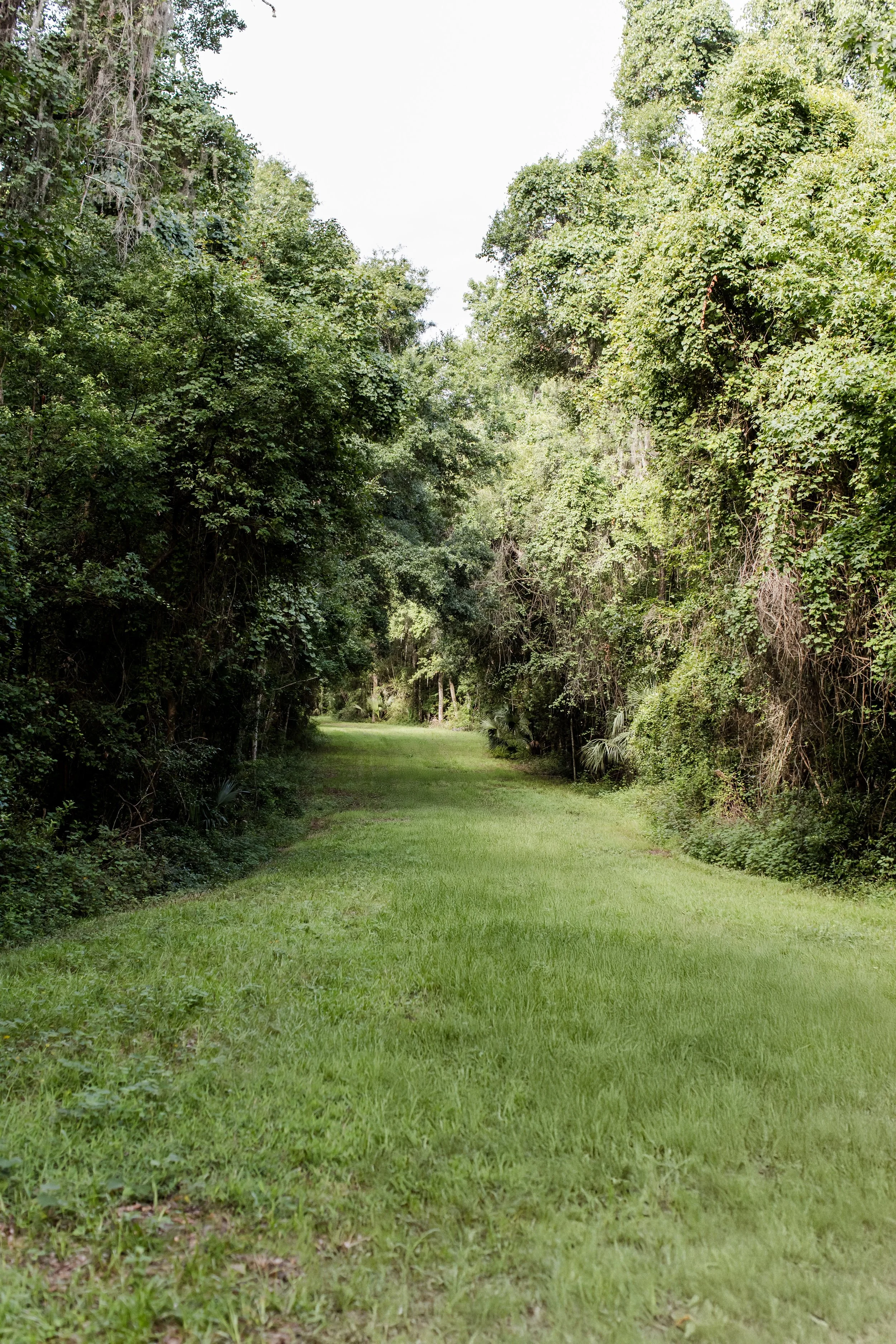 A grassy trail surrounded by dense green trees and foliage in a natural outdoor setting.