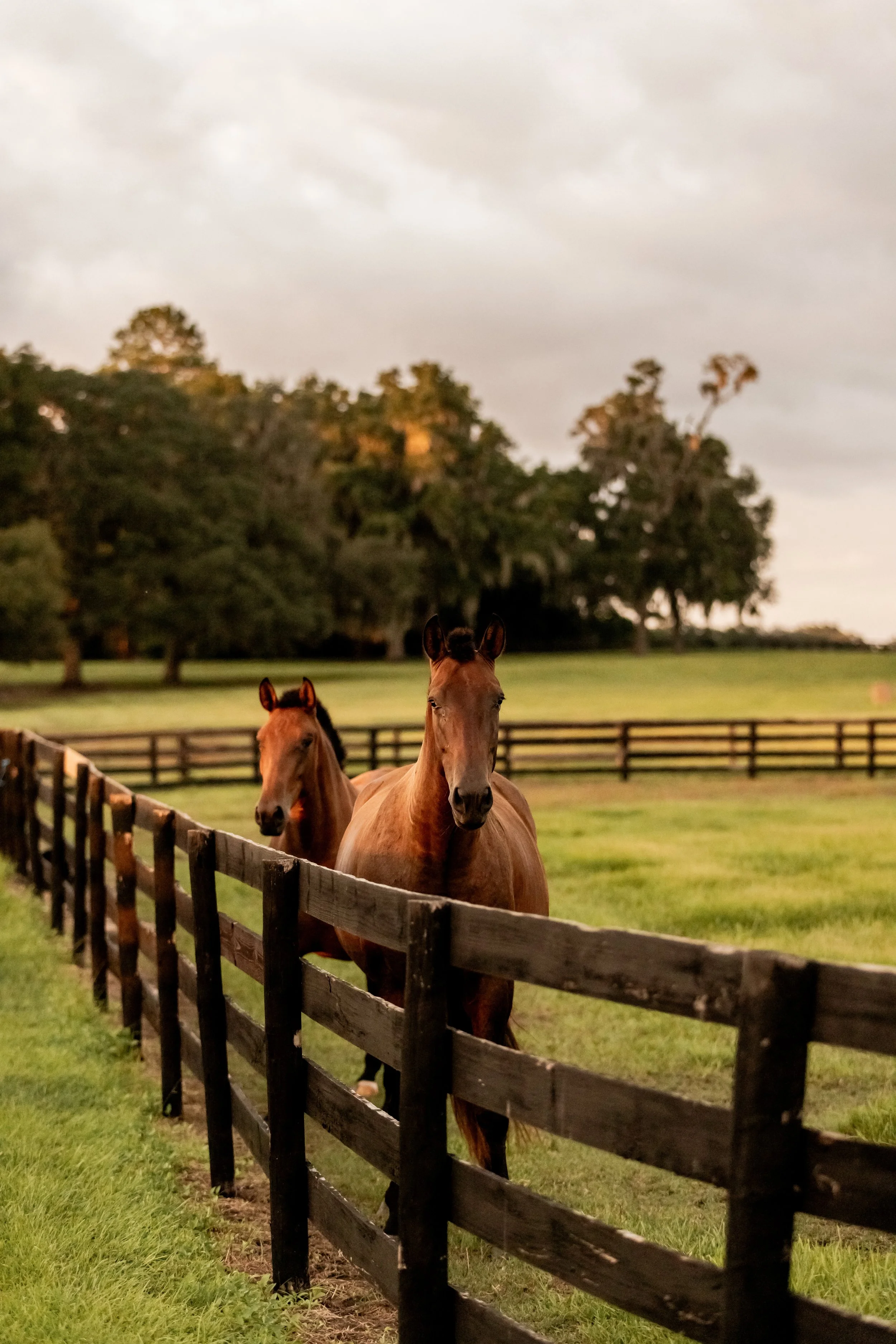 Two brown horses standing behind a wooden fence in a grassy field, with trees and a cloudy sky in the background.