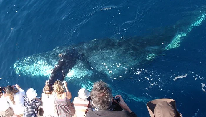 Whale Watching