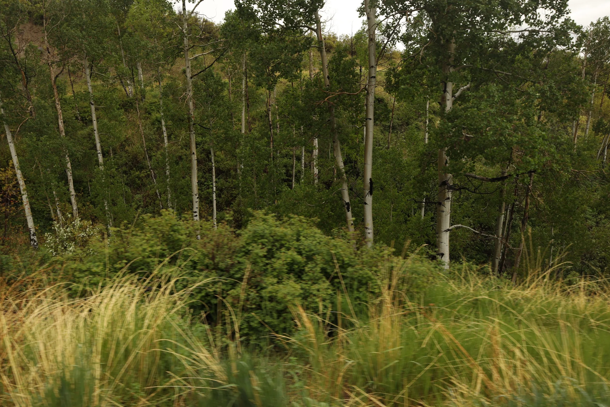 Dispatches from the Analog Underground