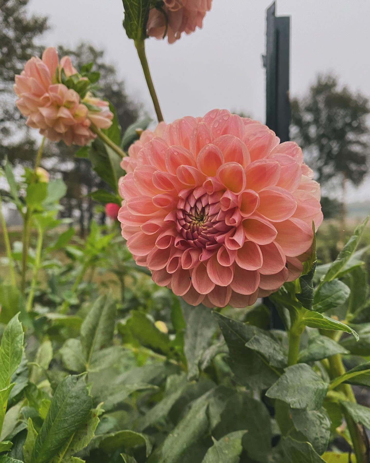 🌸D A H L I A S🌸

One of our favorites that you&rsquo;ll be seeing a lot of here at Blue Rock Blooms. These are just a few of varieties we grew from last year and we&rsquo;re so excited to have expanded our collection this year. Can&rsquo;t wait to 
