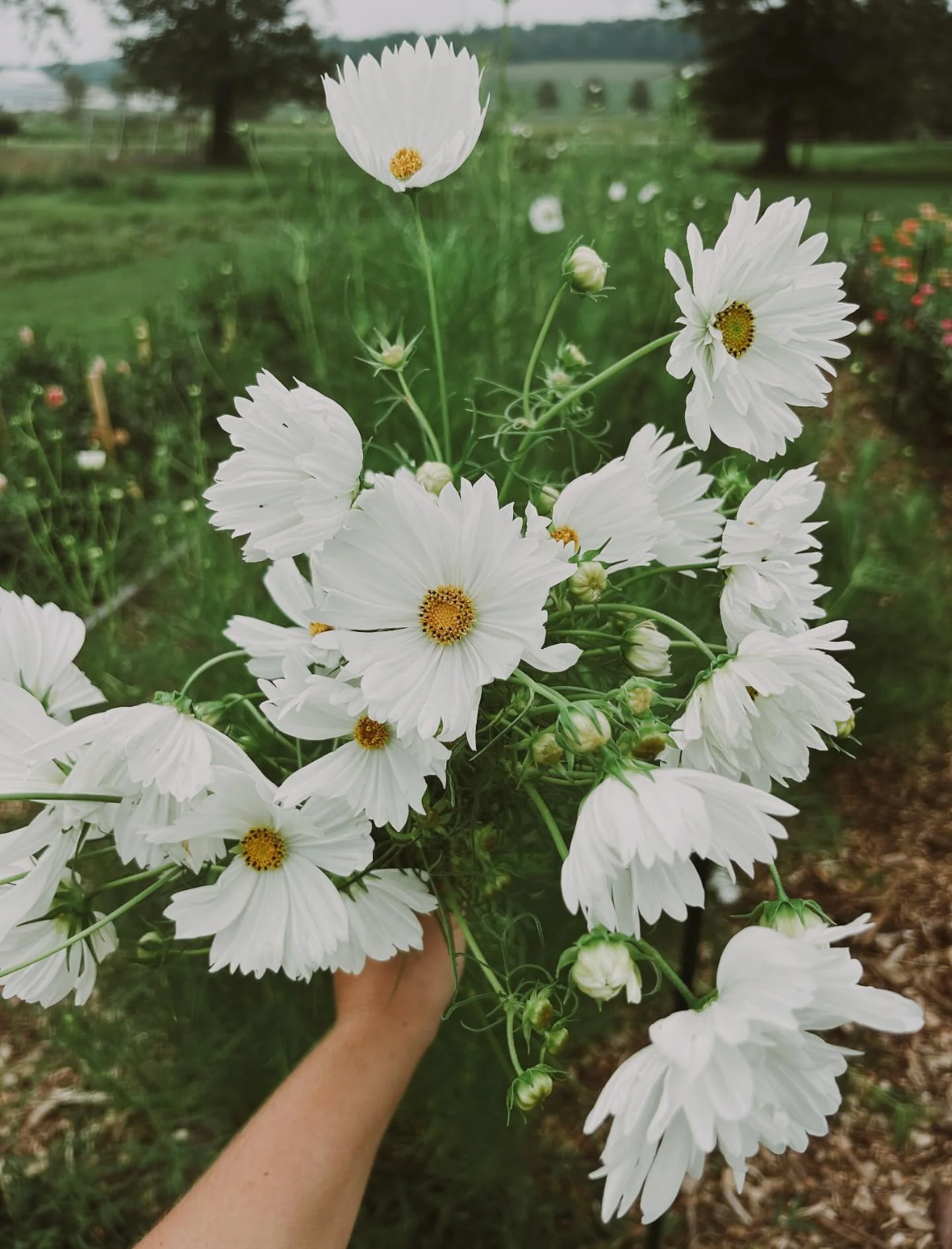 Cosmos 😍 
They are a favorite around here. Adding the perfect amount of whimsy to every arrangement ✨

#bluerockblooms #freshcutflowers #cosmos #cutflower