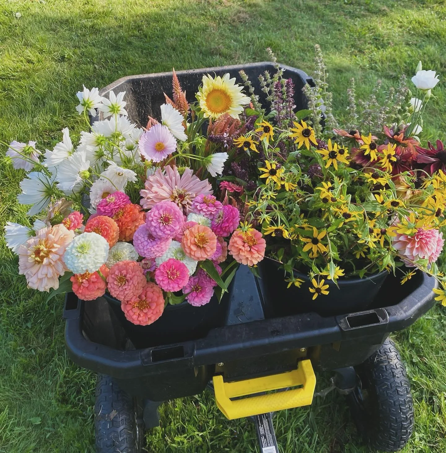 Successful harvest in the field 🌸

#bluerockblooms #cutflowers #freshcutflowers #flowerfield