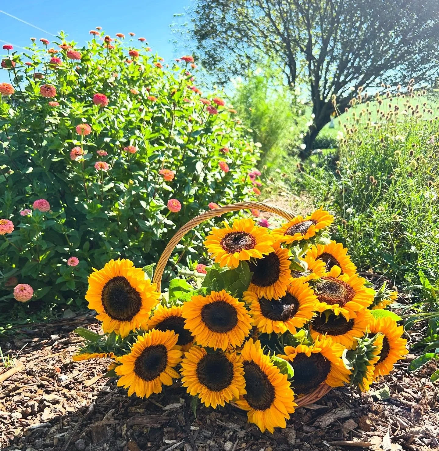 Sunflowers on our mind 🌻

We did a huge bouquet restock at @kurtlandfarms! $5 sunflower bunches &amp; $10 mixed bouquets. Get them before they&rsquo;re gone! This is our L A S T restock at the produce stand! 💐