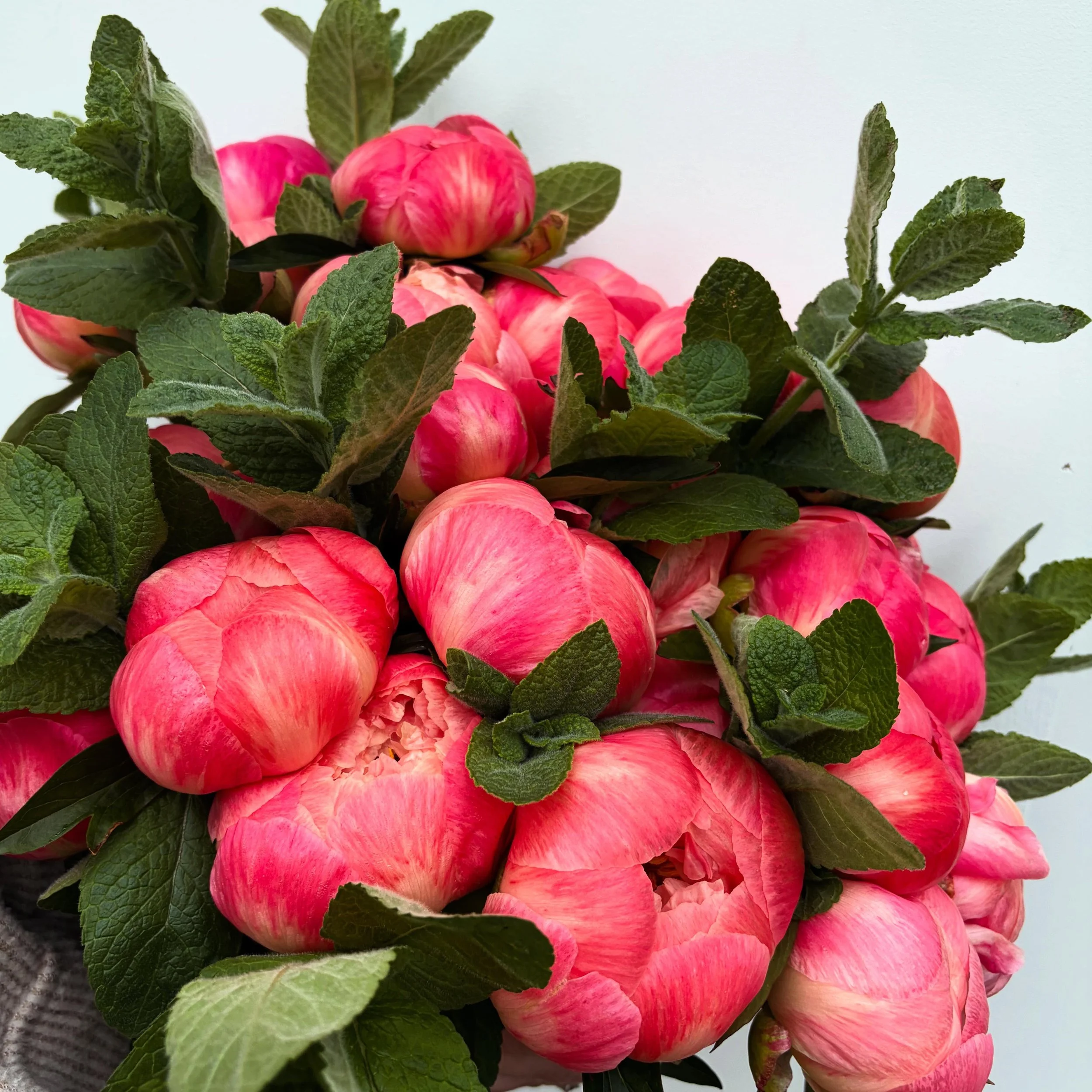 Sunshine, blue skies, and fresh flowers &mdash; the perfect recipe for a beautiful weekend ☀️💐

The stand is stocked with bouquets and peony bunches, 
Or come find us this afternoon at the @anchoredministriespa food truck takeover from 3&ndash;8! Gr