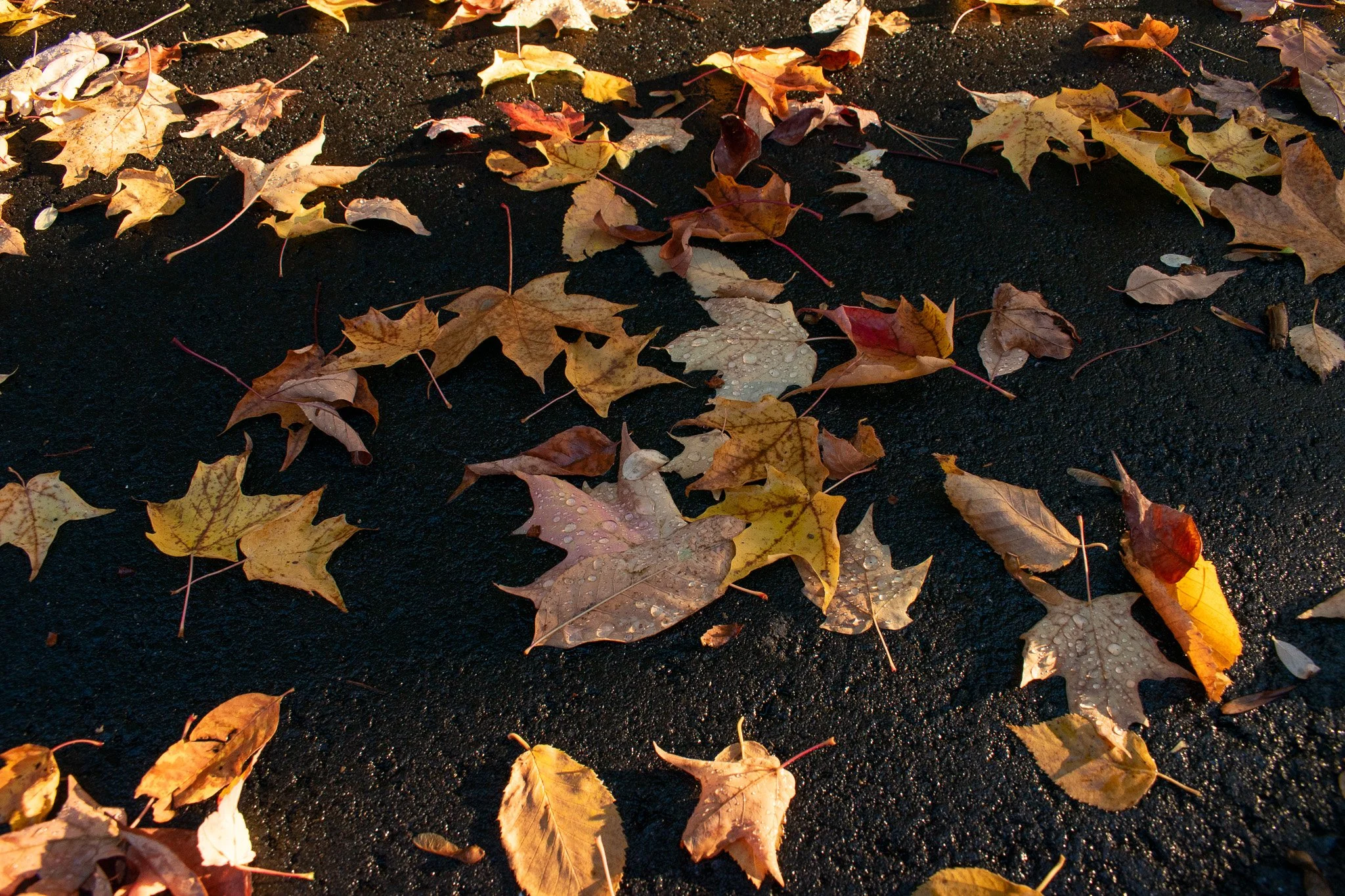 wateronleaves.jpg