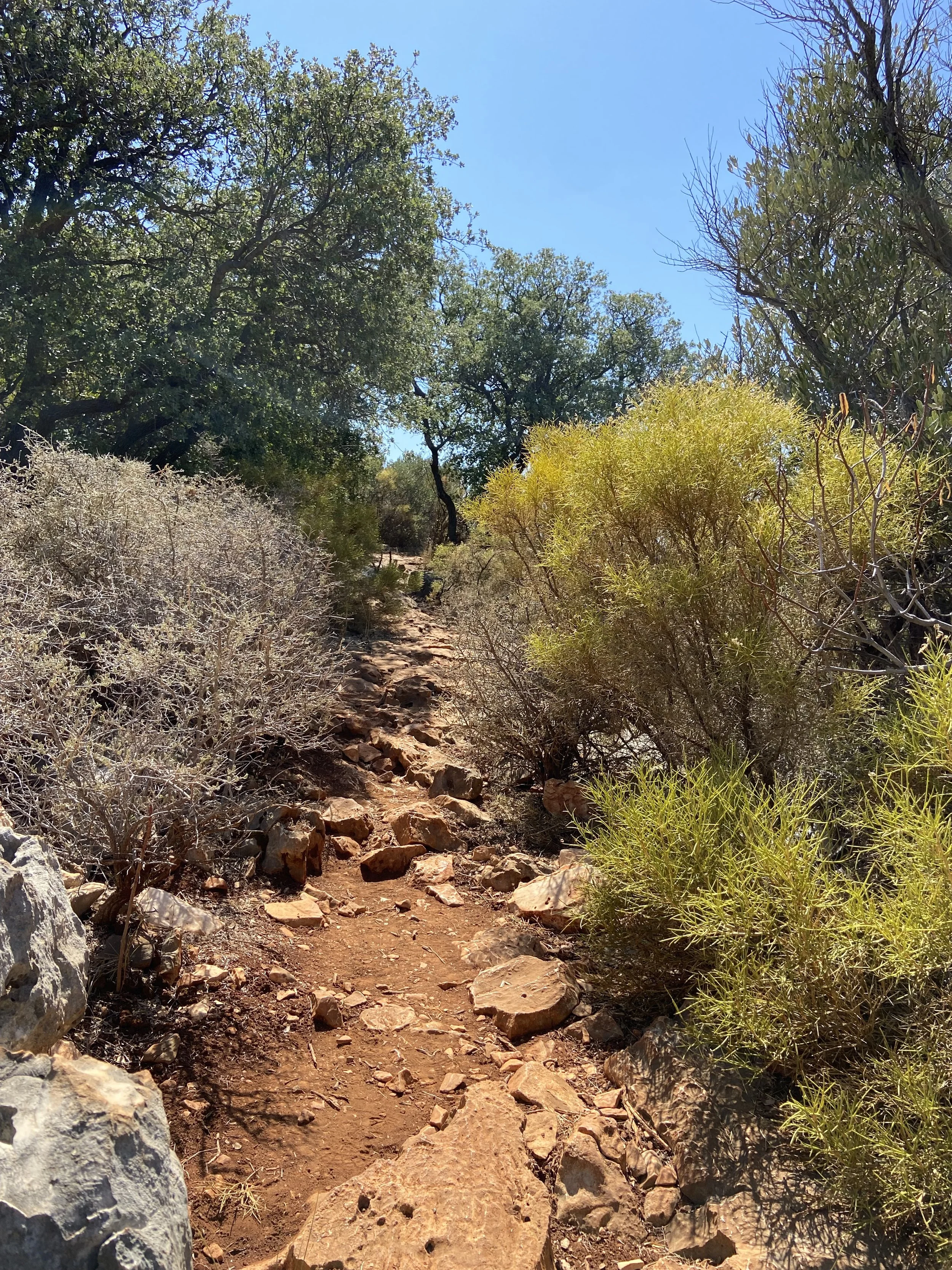 A rocky dirt hiking trail surrounded by dry shrubs and trees, with a clear blue sky overhead.