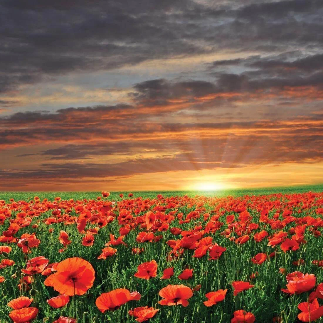 🔔 Out of respect for ANZAC Day, the Nowra Showground Indoor Market will not be going ahead this week.
We take this time to honour and remember the service and sacrifice of all Australians and New Zealanders who have served.
Lest we forget.

We look 