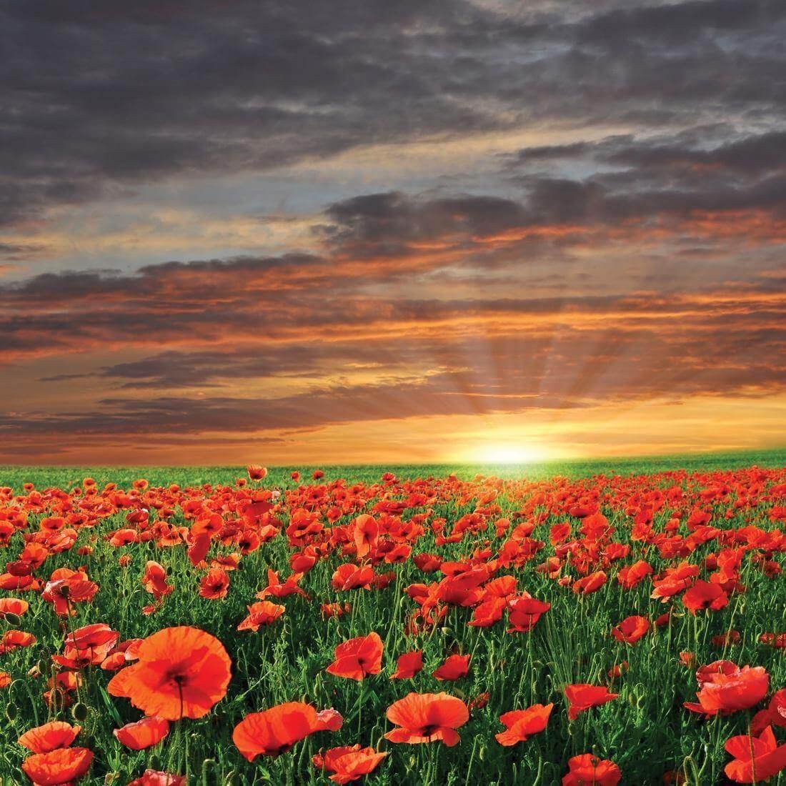 🔔 Out of respect for ANZAC Day, the Nowra Showground Indoor Market will not be going ahead next week.
We take this time to honour and remember the service and sacrifice of all Australians and New Zealanders who have served.
Lest we forget.

We look 