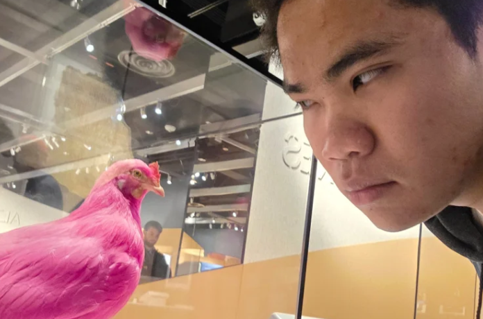 Pink Chicken at MIT Museum