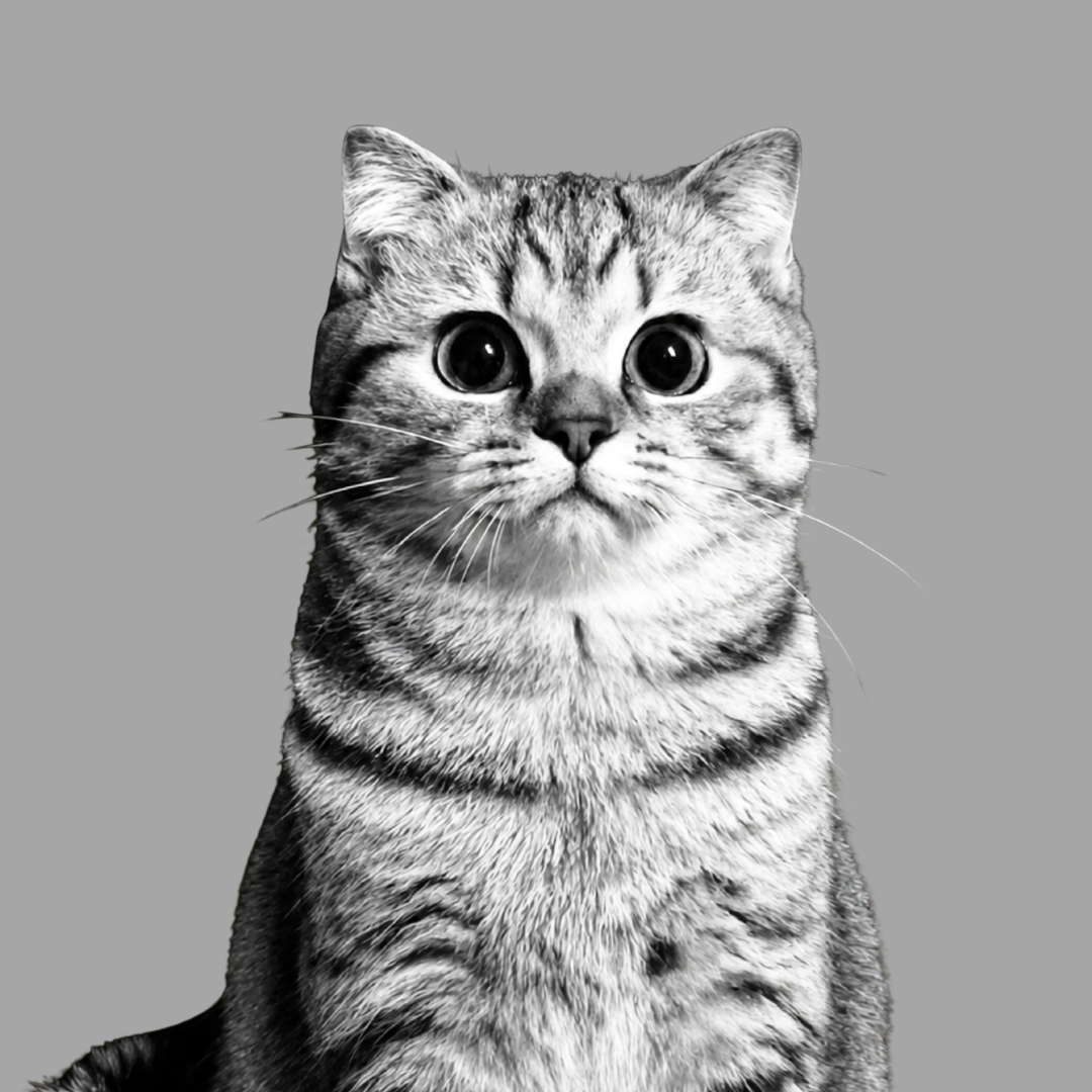 A black-and-white photo of a tabby cat with large, round eyes, sitting against a light gray background. 
Rafa Nantita Damrongpanawan