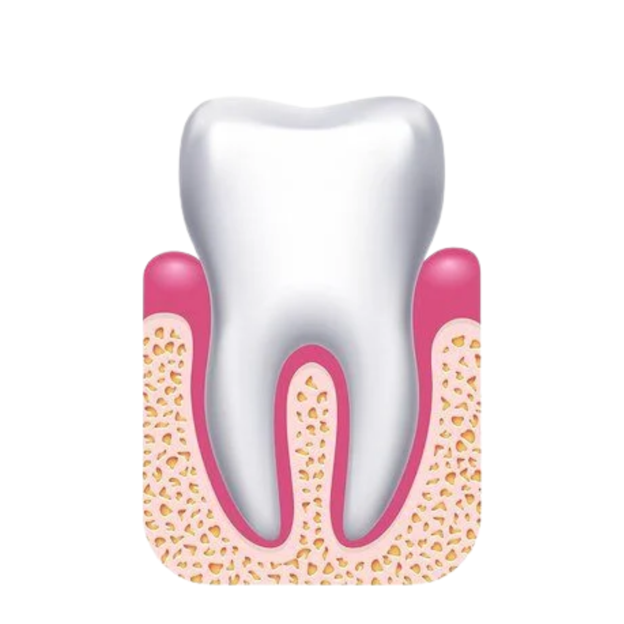 Illustration of healthy gums and tooth structure showing normal gum tissue and bone support