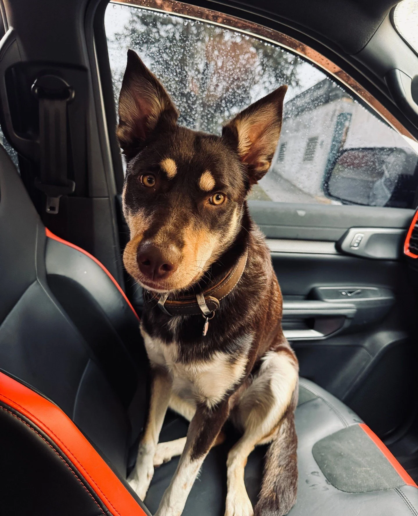 Meet Casey &mdash; she's the youngest member of the Engage Construction team and takes her role in team morale very seriously. A Kelpie&ndash;Border Collie mix with plenty of energy, she keeps everyone moving with regular walk reminders and is often 