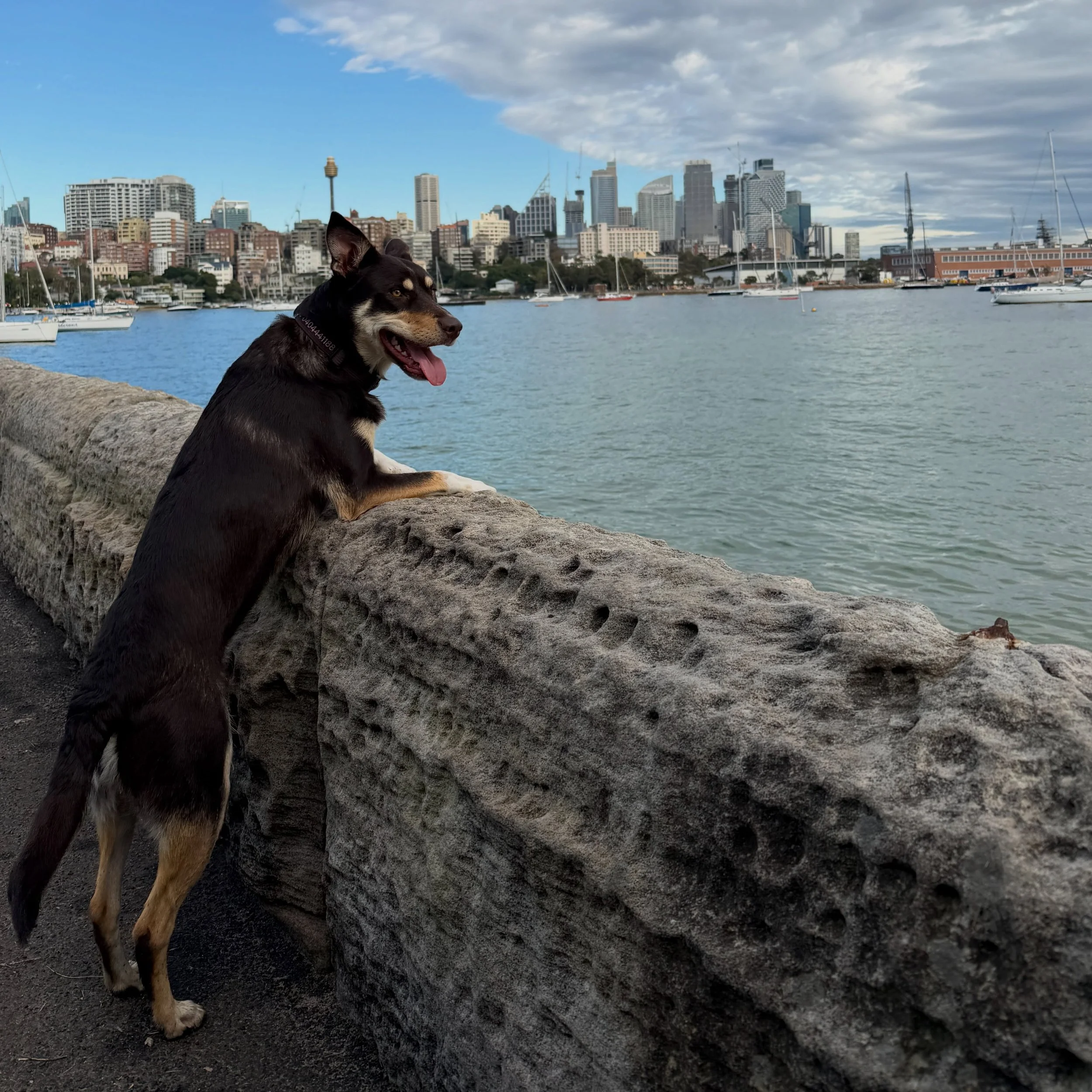 Casey. Boss dog. Reviews every site, approves most of them. Turns up before the trades, gets away with napping at work, has never once filled in a site diary.

#sitedog #kelpies #tradiedog #constructionsydney