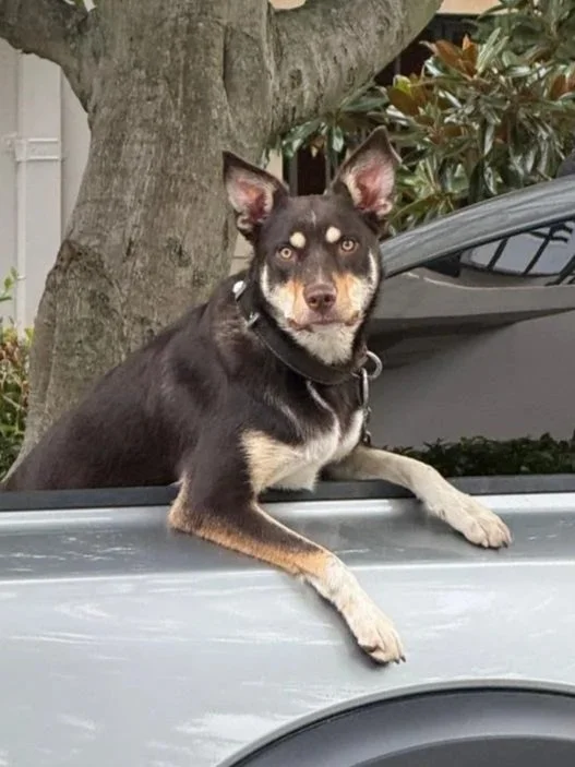 A black and tan dog sitting in the bed of a gray pickup truck, with a tree and green bushes in the background.