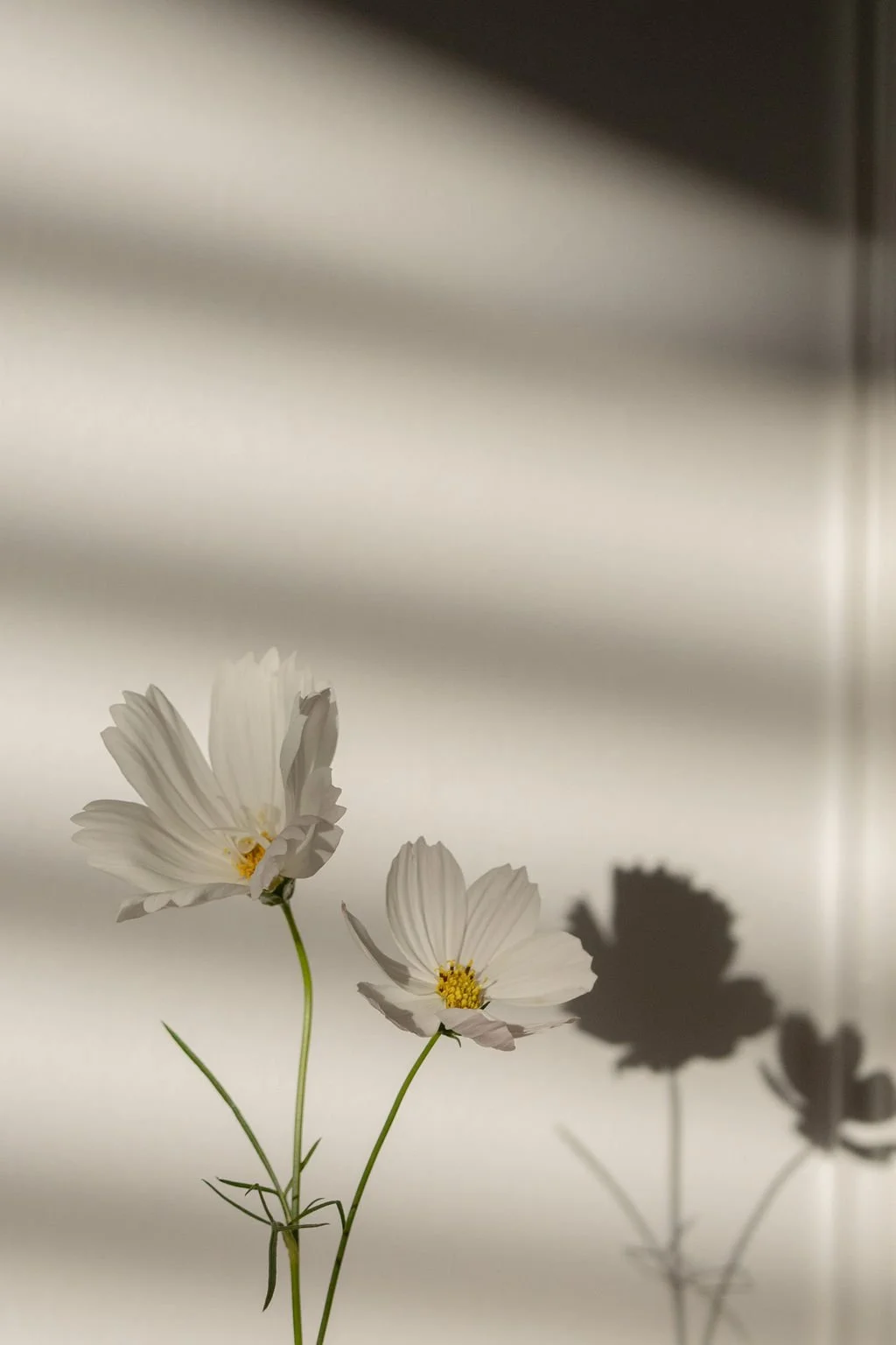 Two white flowers with yellow centers blooming, casting distinct shadow on a smooth surface, with soft striped lighting and gradient background.