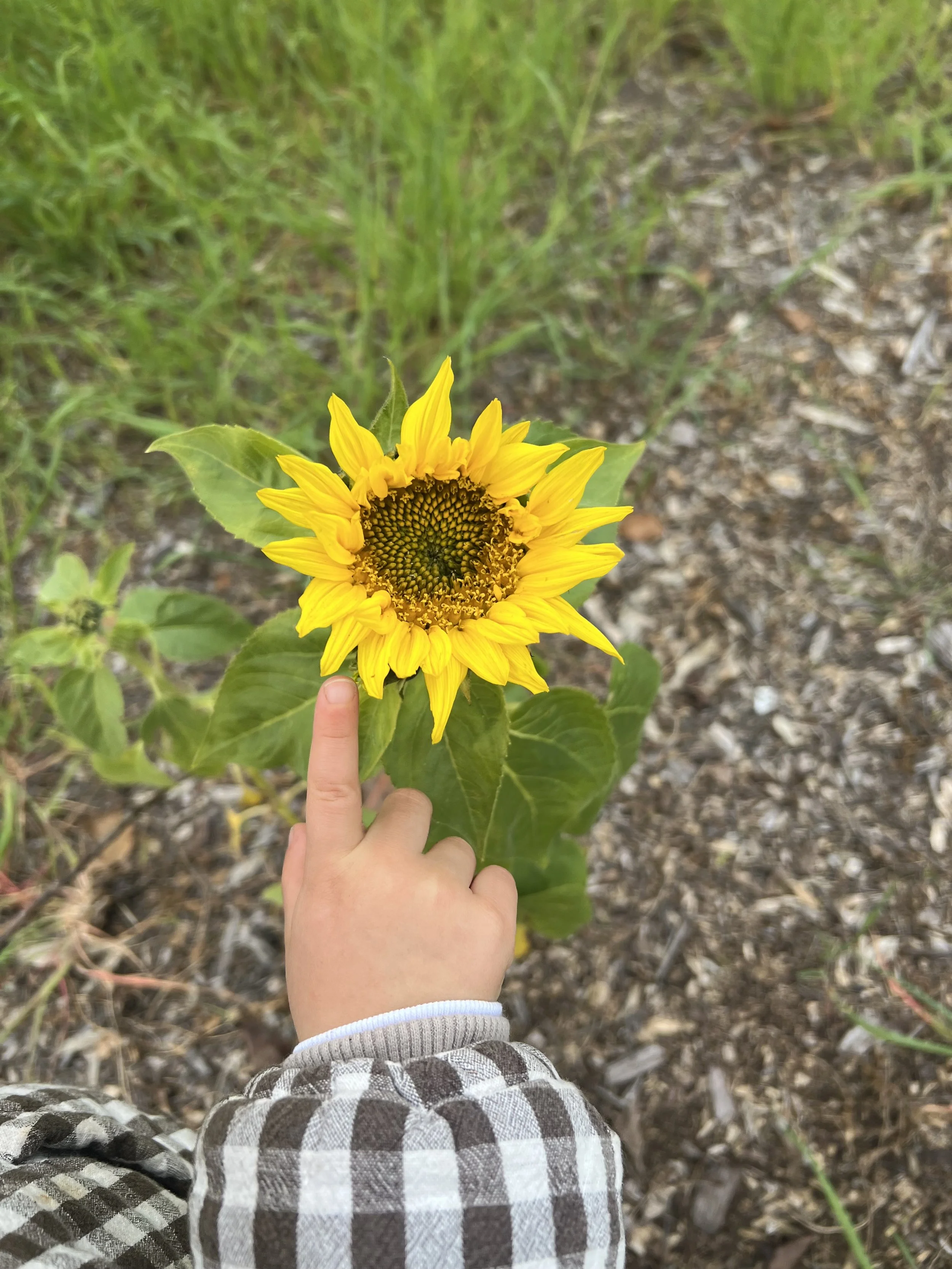 Natural Living for Families