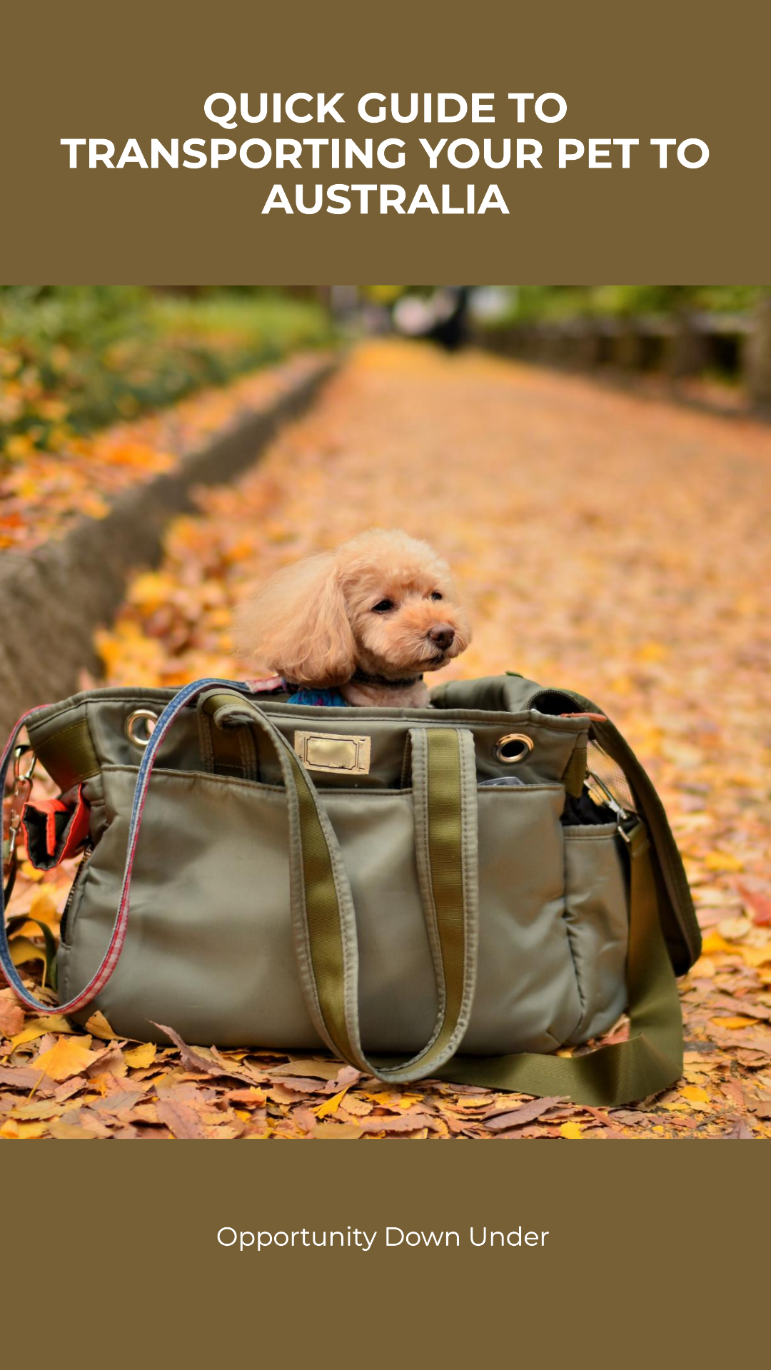 Quick Guide to bringing your pets to Australia. Image features small dog in a bag in an outdoor setting (Copy)