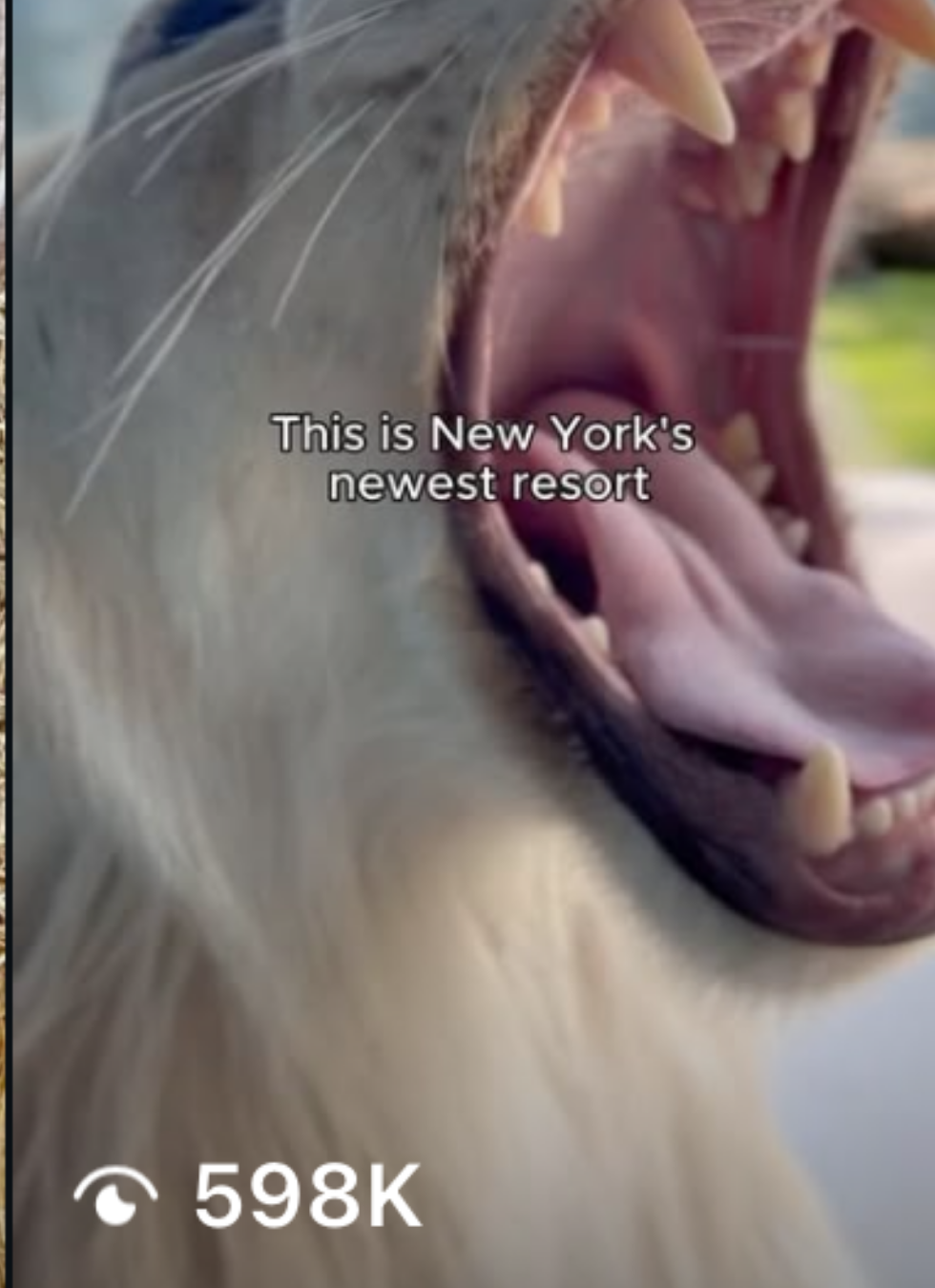 Kinley Inc Marketing Client Viral Video Results